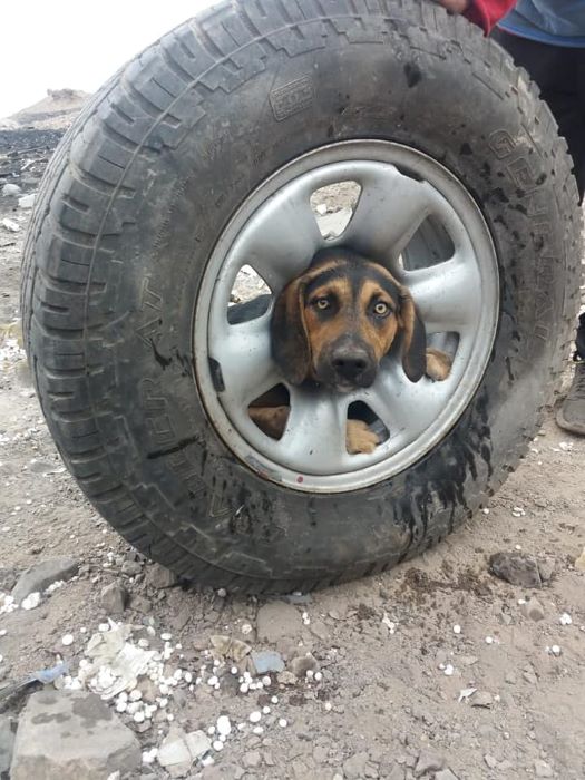 Salvan a una cachorra atrapada en una rueda en Antofagasta (Chile)