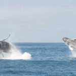 Extraña reacción de ballenas tras un terremoto en la Falla de San Andrés