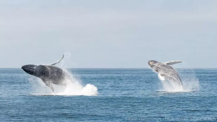 Extraña reacción de ballenas tras un terremoto en la Falla de San Andrés