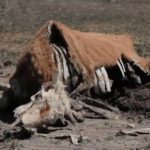 Unos 106.000 animales de granja han muerto por sequía en Chile
