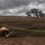 La peor sequía en 90 años mata más de 61.000 reses