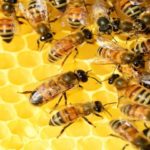 Al menos 60 estudiantes atacados por un grupo de abejas en Tripura (India)