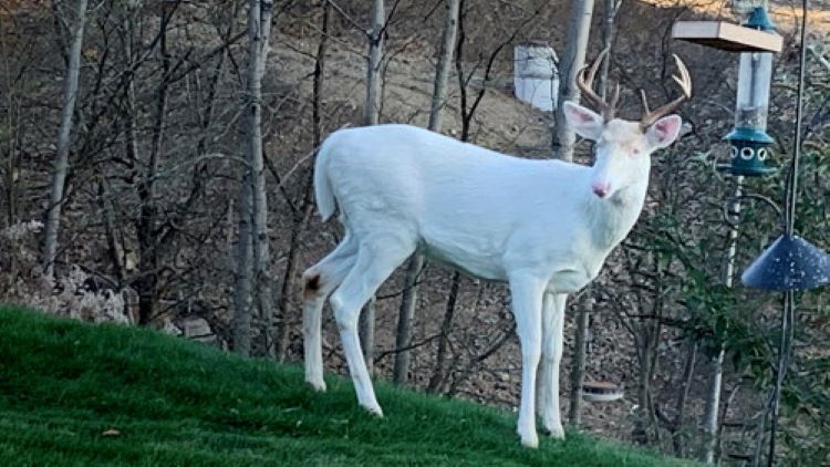 Poco frecuente ejemplar de ciervo albino visto en la zona de Pittsburgh (Estados Unidos)