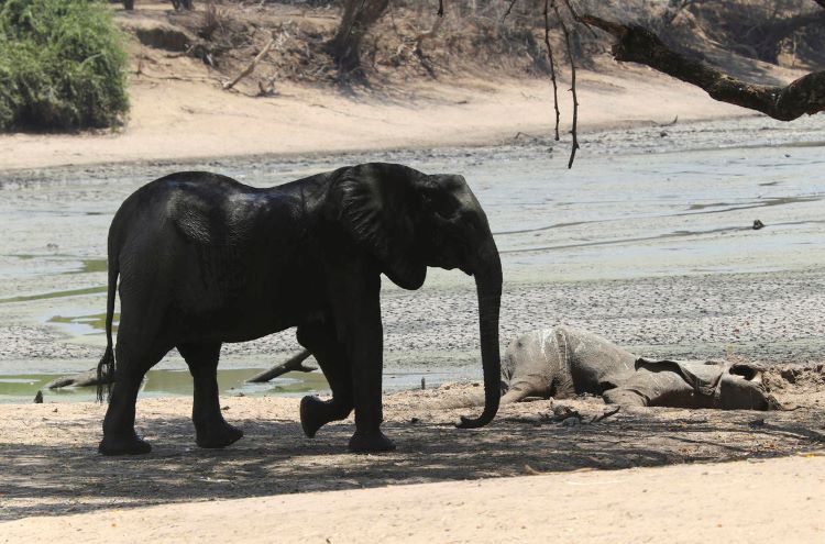 Más de 100 elefantes mueren en Zimbabue en cuestión de solo dos meses 