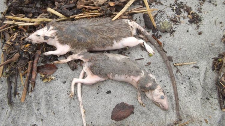 Cientos de ratas aparecen muertas en las playas de la Costa Oeste de Nueva Zelanda