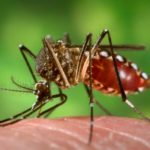 La fiebre del Dengue. Evita la picadura de mosquito