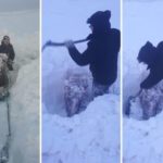 Desentierran a varios caballos bajo la nieve en Islandia.