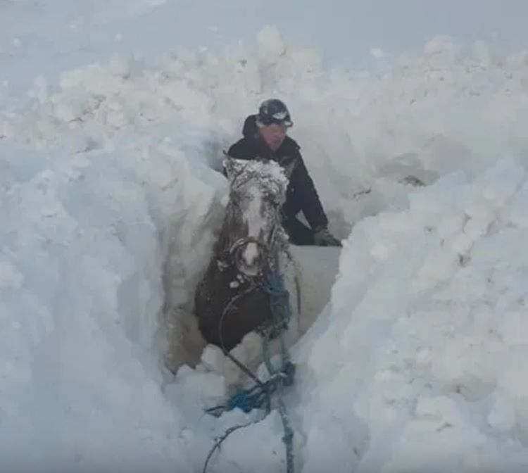 Desentierran a varios caballos bajo la nieve en Islandia.