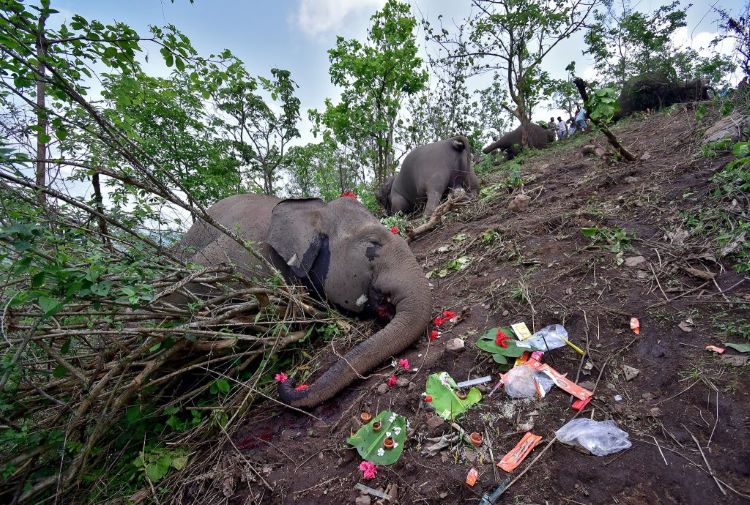 Los rayos causan la muerte de 18 elefantes en un bosque en el estado de Assam (India)
