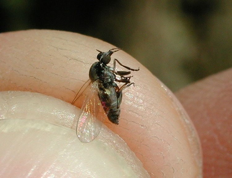 ¡Alerta! Plaga de mosca negra tras la ola de calor (España)