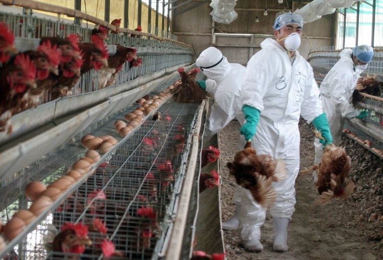 Sacrifican 1 millón de aves por gripe aviar en Europa, Rusia y Asia