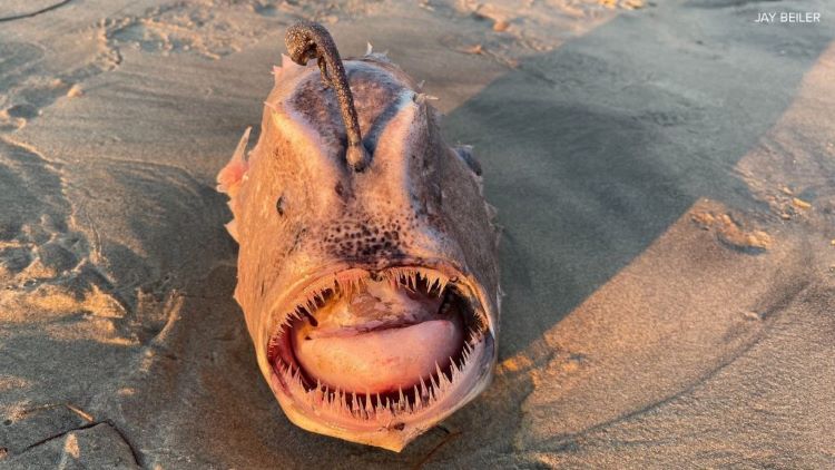 Pez abisal, lophiiforme, descubierto en una playa de San Diego, en California. ¿Será el aviso del próximo Gran Terremoto en California? (Estados Unidos)