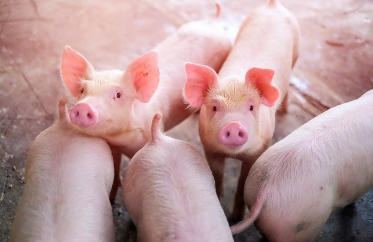 Detectan una variante de un virus que suele afectar a los cerdos en una persona en Manitoba (Canadá)
