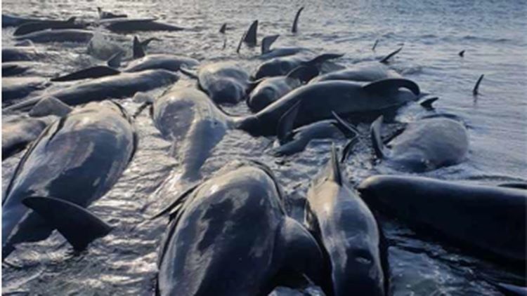 Treinta y tres ballenas piloto mueren en un varamiento masivo en el puerto de Parengarenga (Nueva Zelanda)