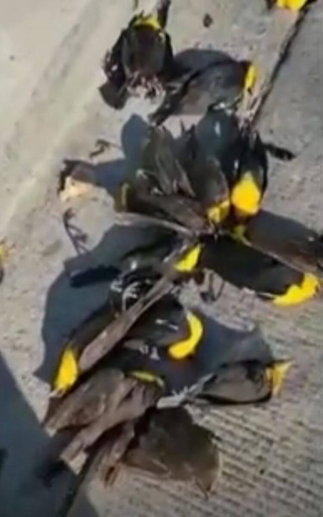 Cientos de pájaros caen muertos del cielo en México y Gales