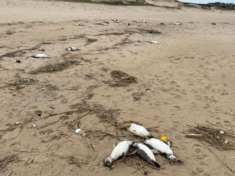  Unos 2.000 pingüinos aparecen muertos en la costa de Uruguay